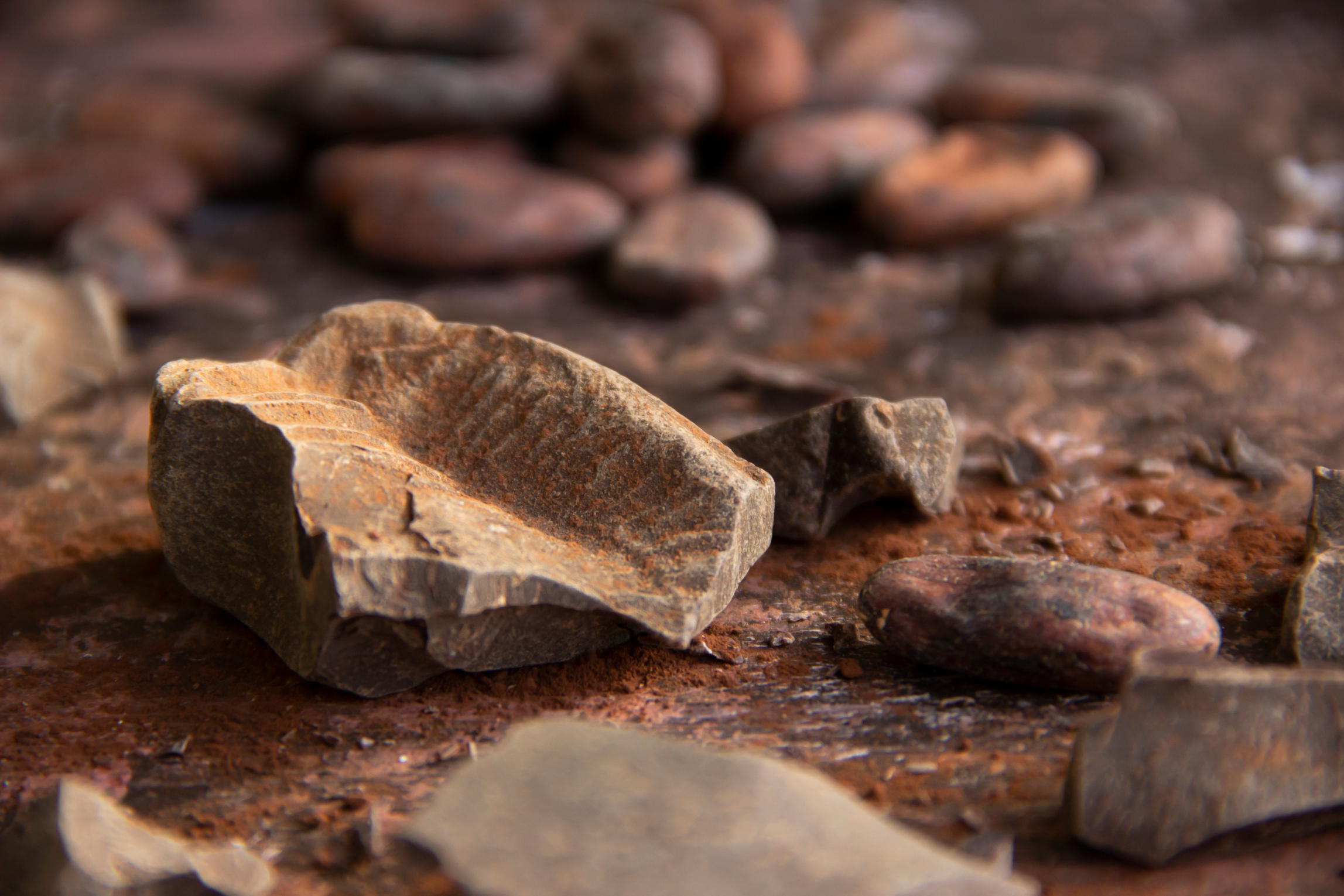 Cacao